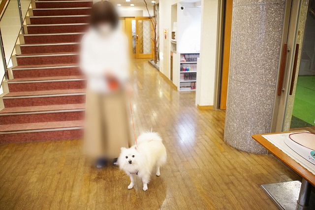 階段前の廊下に立つイヌと人の写真