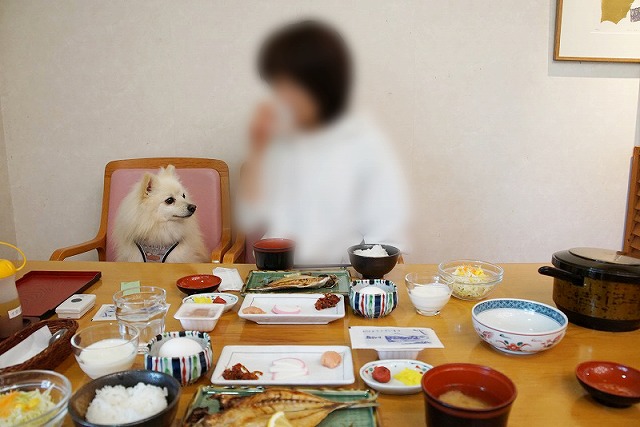 食事が並ぶテーブルに向かって椅子に座るイヌと人の写真