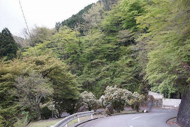 木々に囲まれた道路に、歩くイヌと人が小さく写った写真