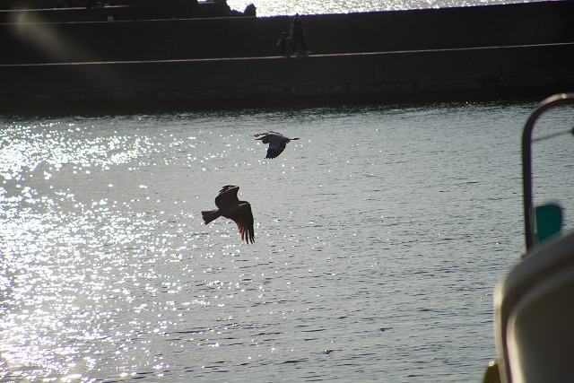 鳥が2羽海の上を反対方向に飛んでいる写真