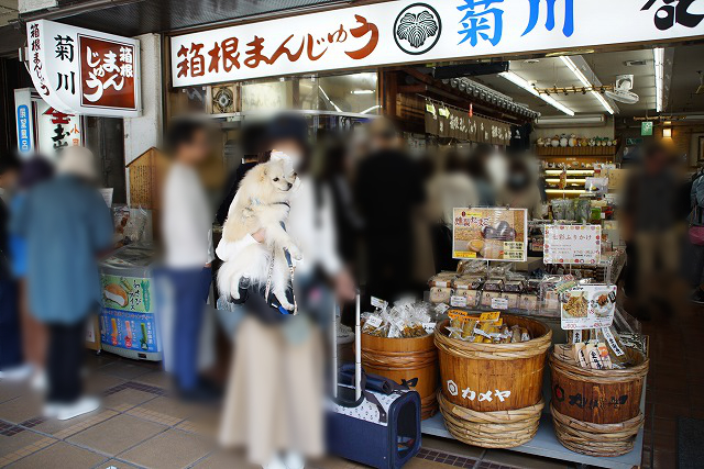 「箱根まんじゅう菊川」というお店の前で人に抱っこされるイヌの写真