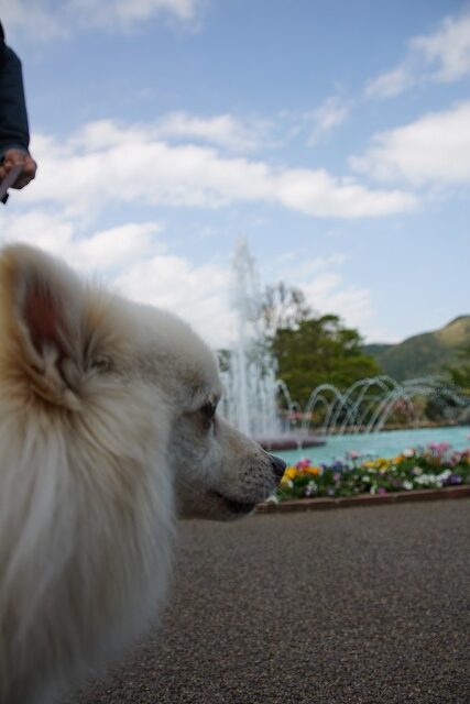 イヌの横顔の向こうに、噴水とそれを囲む花が見える写真