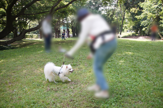 白いイヌがリードを持った人に向かって歩く写真。向こうには別のイヌが見えている