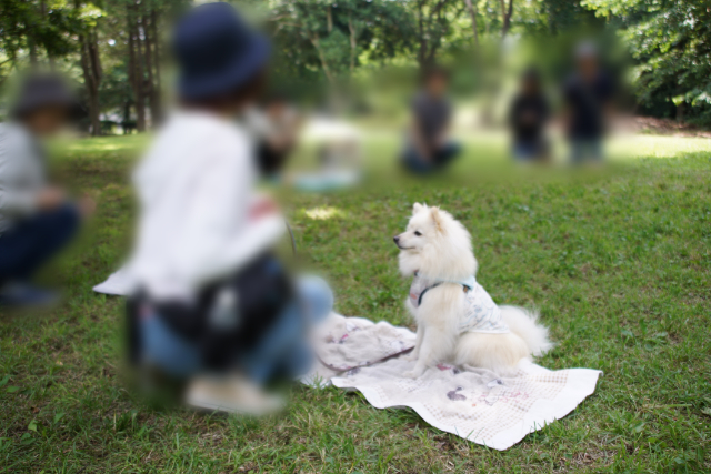 白いイヌがバスタオルの上にお座りをしている写真