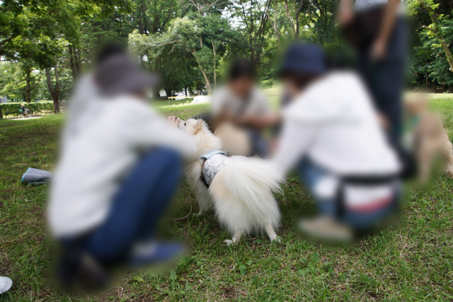 人が数人とイヌが数匹集まった写真