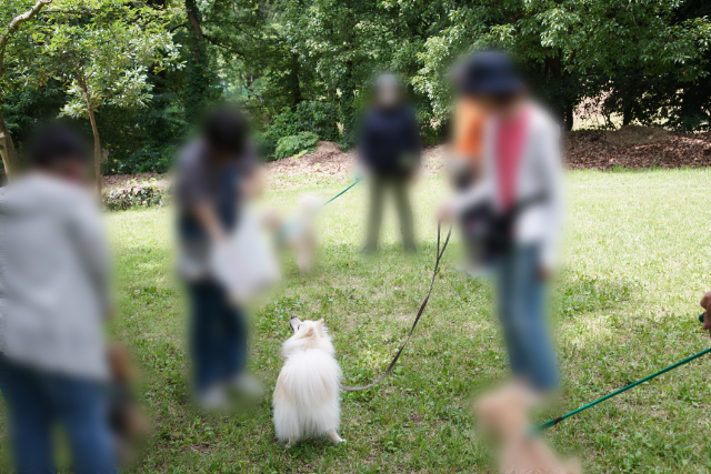 トレーナーさんが配るおもちゃを待っているイヌたちの写真