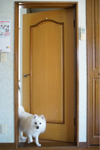 部屋の出入り口の写真。少し開けた扉の隙間から白いイヌが入ってきている