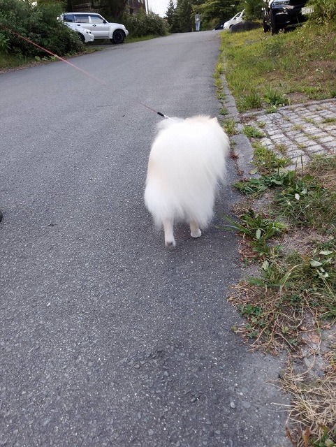 Foto de un can blanco caminando de espaldas por un sendero pavimentado