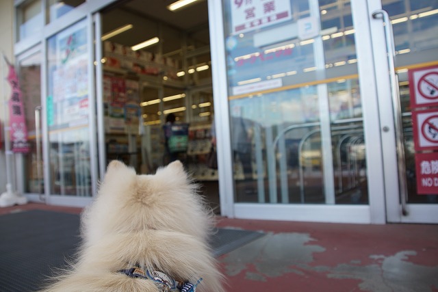 Picture of a white dog looking at an automatic door