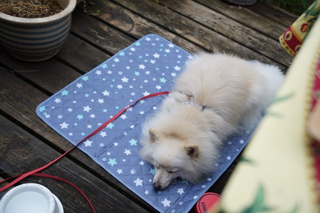 Foto de un perro blanco tumbado boca abajo en una sábana con los ojos cerrados