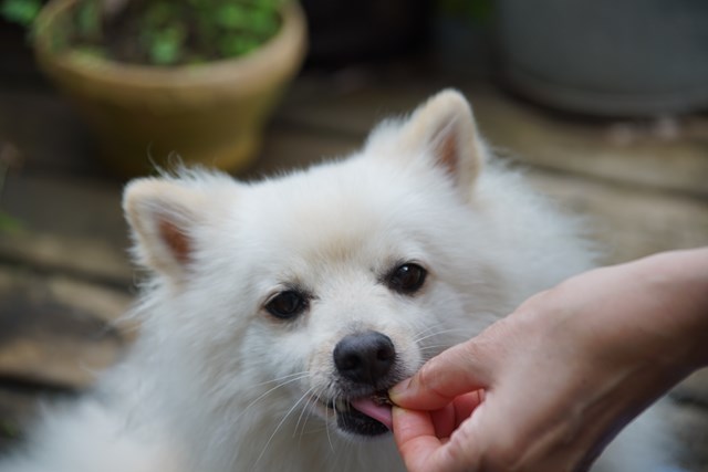 人が持っているなにかを食べる白いイヌの写真