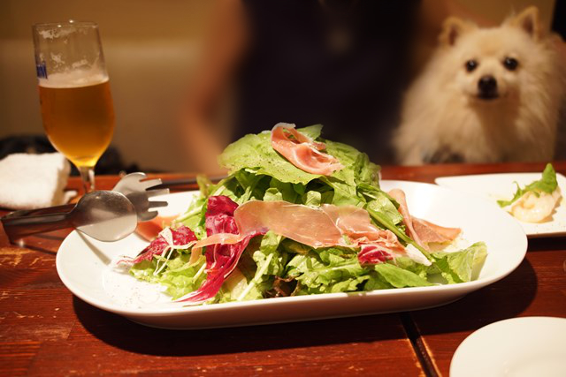 Foto de una ensalada con verduras de hoja como la rúcula, con jamón rojizo oscuro y jamón rojizo claro por encima. Un perro blanco vigila por allí