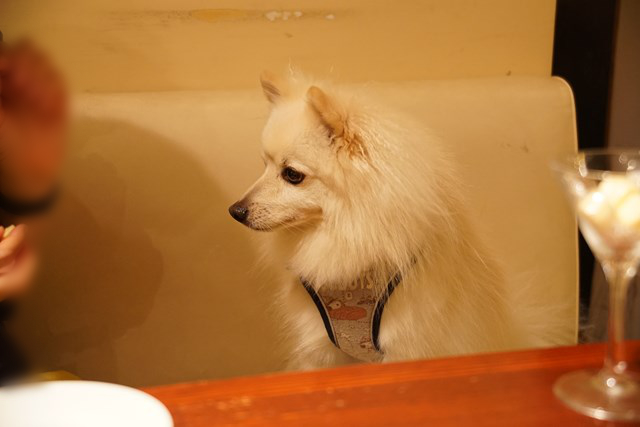 foto de un perro blanco sentado en el sofá esperando la comida