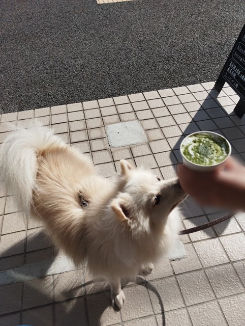 飲み物のカップに下から鼻を当てる白いイヌの写真