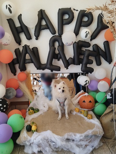 Foto de un perro blanco sentado en un escenario decorado con globos de varios colores, con la inscripción "HAPPY HALLOWEEN" escrita en letras grandes