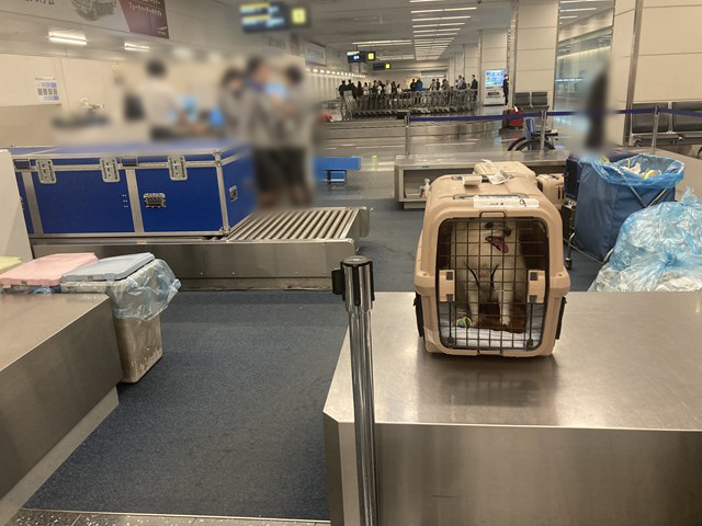 Foto de un perro blanco con la boca abierta en una jaula en el mostrador de equipajes del aeropuerto