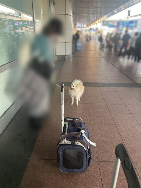 Foto del perro blanco mirando a la gente en la acera frente a la cola de personas que esperan el autobús