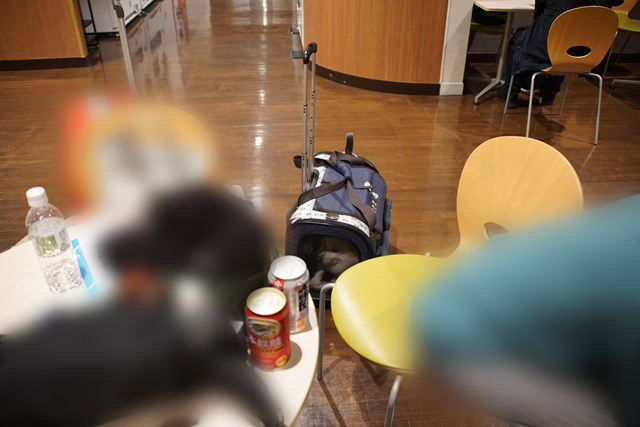 Foto de un perro blanco en un transportín. La mesa en primer plano tiene latas de cerveza y bolsas para el perro