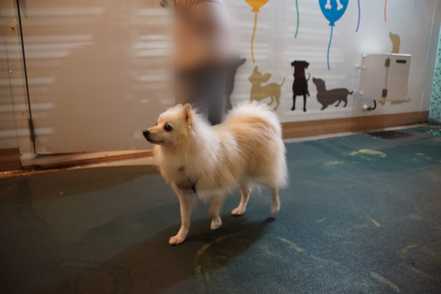 Foto de un perro blanco de pie frente a una pared