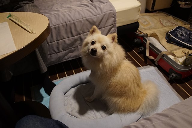 Foto de un perro blanco sentado en una cama para perros y mirándo hacia aquí