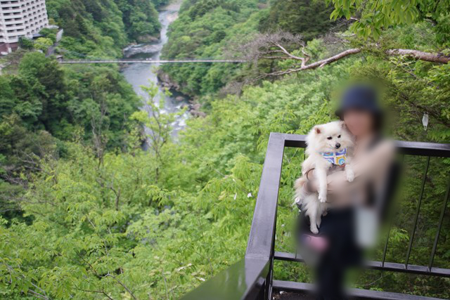 右下に白いイヌを抱いた人が写った写真。左上には見下ろした川、橋、建物が写っています