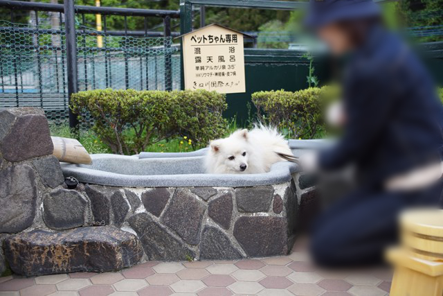 温泉の風呂桶に入った白いイヌとリードを持つ人の写真。看板には「混浴 露天風呂 単純アルカリ泉35° 効能リウマチ・神経痛・皮フ病 きぬ川国際ホテル」と書かれています