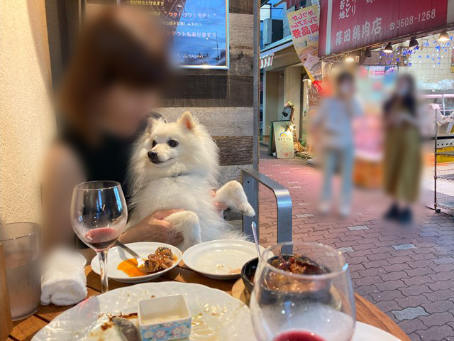 料理が並ぶテーブルの向こうで人に抱っこされている白いイヌの写真