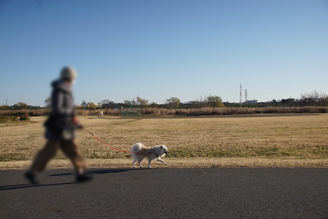 右に向かって歩く白いイヌと、イヌのリードを持って後ろを歩く人の写真。歩いている部分は舗装されていて、それより向こうは枯れ草が広がっている