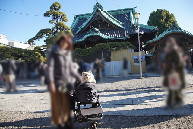 寺社らしい建物の手前に、バギーに乗った白いイヌと、その傍らに立つ人が写る写真。周りには20人ほどの人がいます。