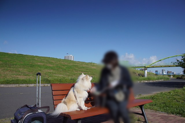 ベンチに座る人と、ベンチに乗ってお座りをする白いイヌの写真