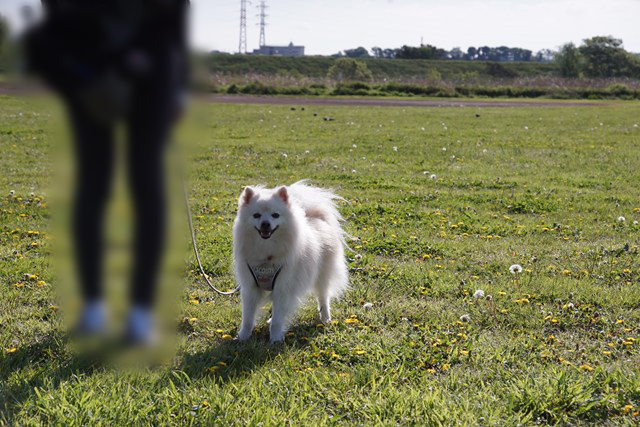 草地に立つ白いイヌと、傍らに立つ人の写真