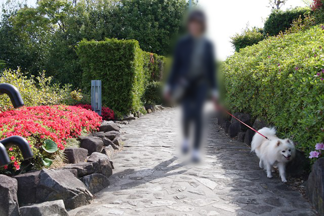 石畳の道を歩く白いイヌと人の写真