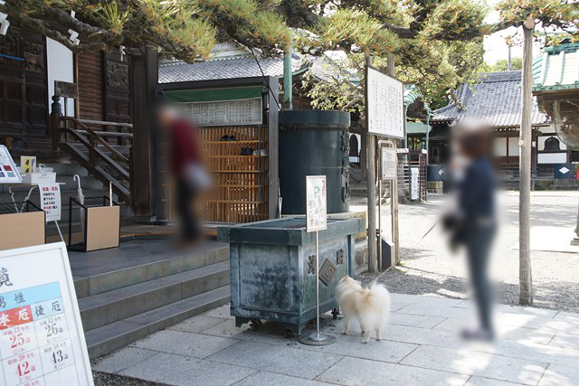 寺院に手を合わせる人と、賽銭箱の近くに立つ白いイヌの写真