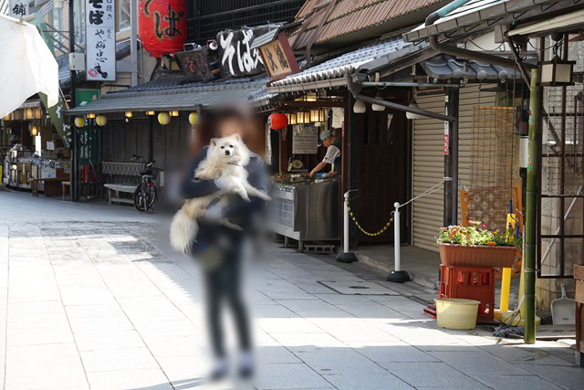 参道で白いイヌを抱く人の写真
