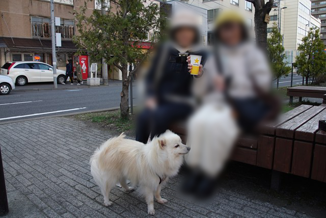 「SAPPORO」と書かれた紙コップを持つ人と、升に入ったグラスを持つ人、そして、その足下に立つ白いイヌの写真