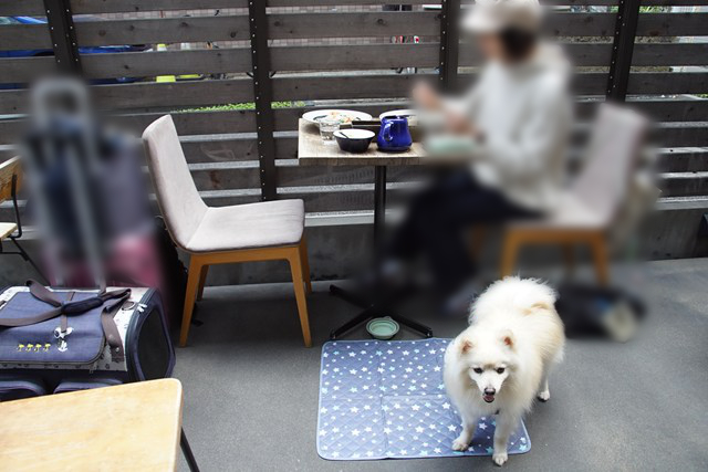 椅子に座って食事をする人と、地面に敷かれたマットに立つ白いイヌの写真