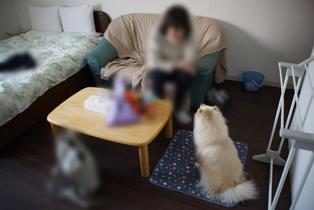 ソファに座る人と、その前でオスワリする白いイヌの写真。手前にテーブル、左にベッドが見える