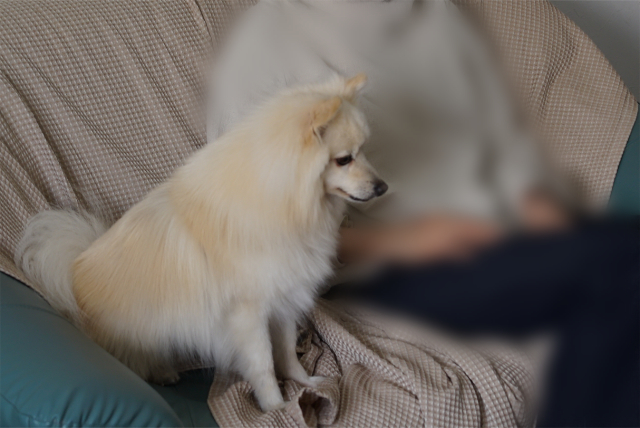 ソファーに座る人と、隣でお座りする白いイヌの写真