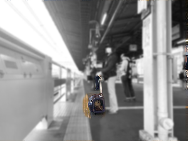 カートに入った白いイヌと、カートを持つ人の写真