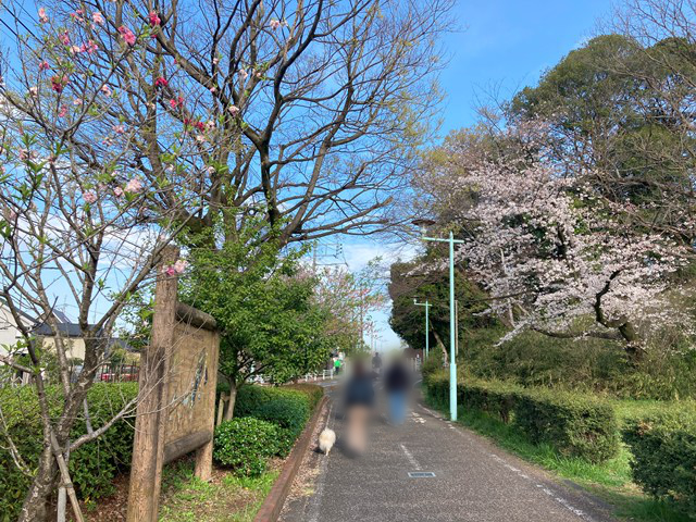 歩道を向こうに向かって歩く白いイヌと人の写真