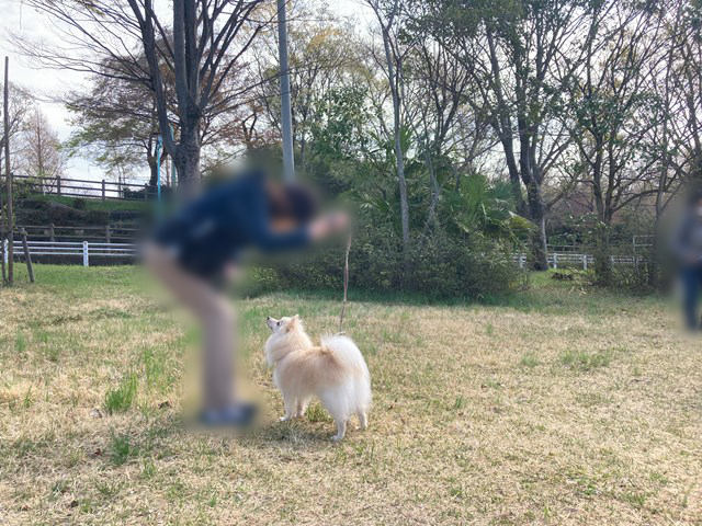 リードを持った人を見上げる白いイヌの写真