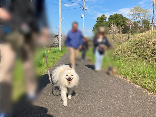 こちらに向かって歩く白いイヌと、他のイヌや人の写真