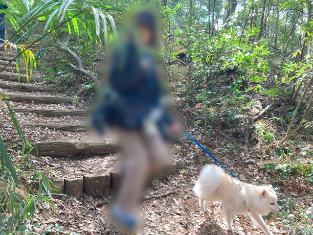 階段を降りきって歩き続ける白いイヌと人の写真