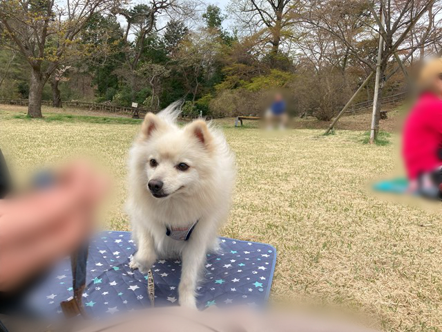 人の手の動きに注目している白いイヌの写真。シートに立っている