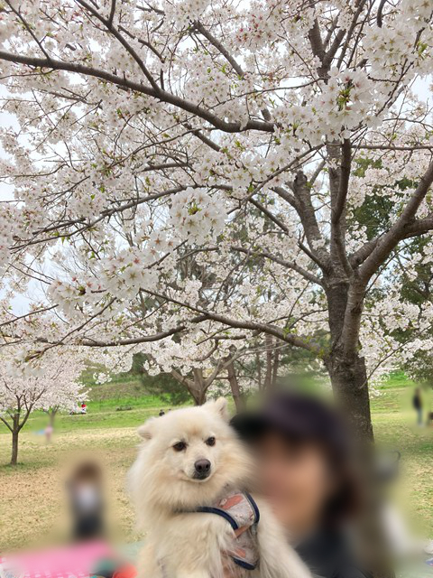満開の桜の白い花の下で人に抱き上げられる白いイヌの写真