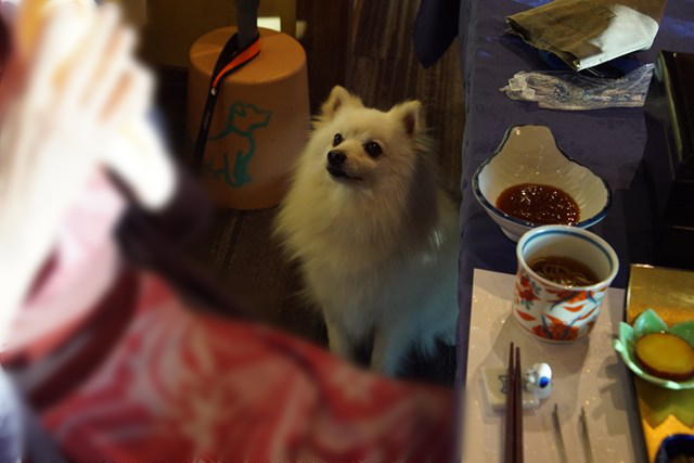 料理の向こうに、レストランの床にお座りする白いイヌが見える写真