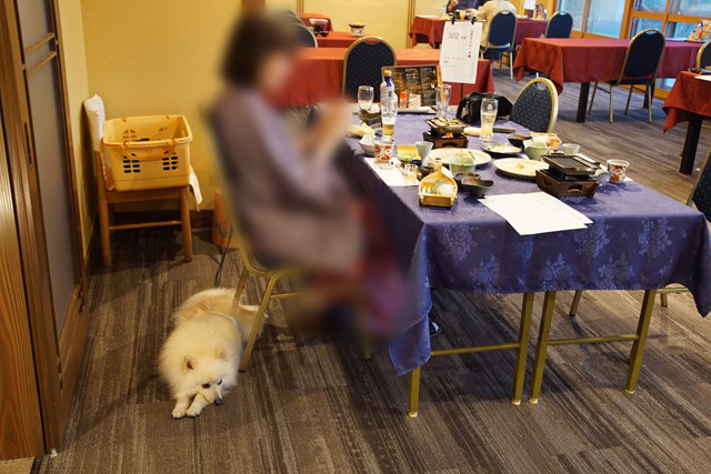 食事をする人と、レストランの床に寝そべる白いイヌの写真