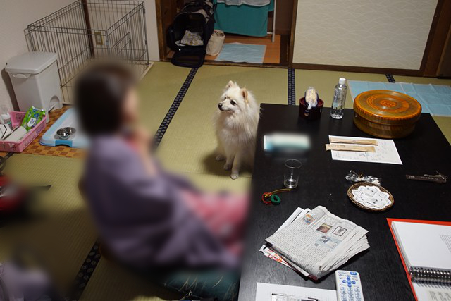 座椅子に座る人と、テーブルの横でお座りする白いイヌの写真