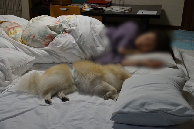 布団に横になっている人と白いイヌの写真