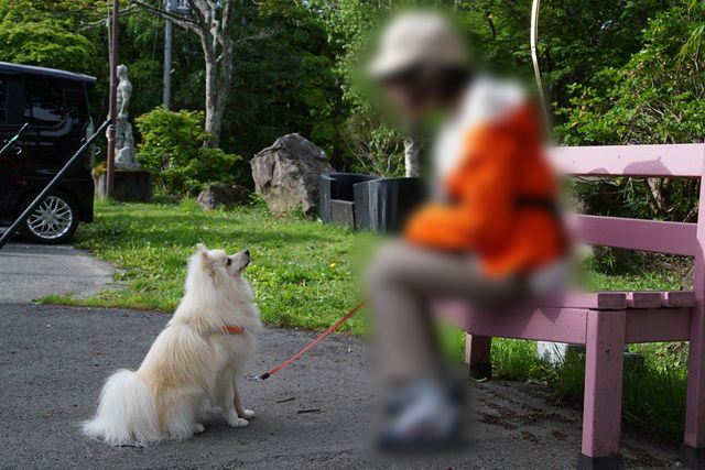 ベンチに向かってお座りし、ベンチに座る人の顔を見つめる白いイヌの写真